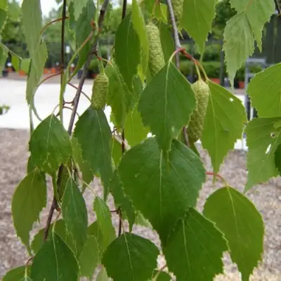 Береза ФАСЦИНЕЙШЕН белая  в Жодино