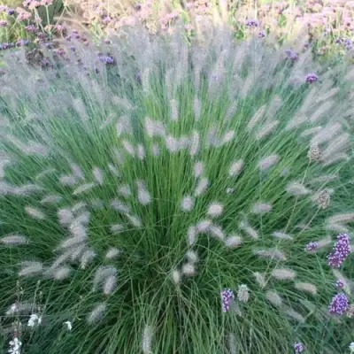 Пеннисетум ХАМЕЛН в Жодино