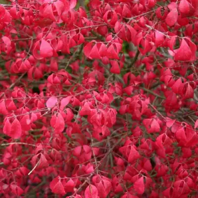 Бересклет КОМПАКТУС  в Жодино