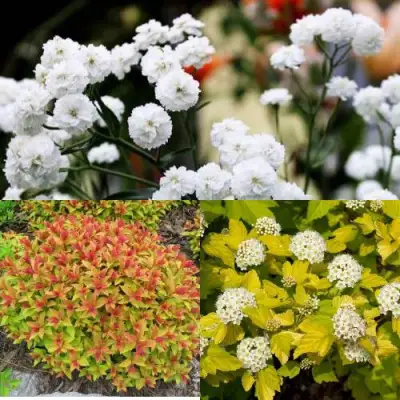 Комплект СОЛНЕЧНЫЙ МИКС в Жодино