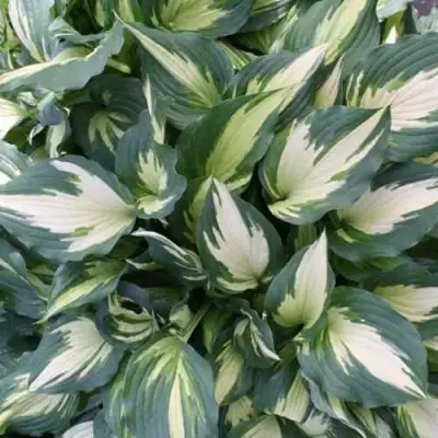 Хоста КРИСМАС КЭНДИ гибридная в Жодино