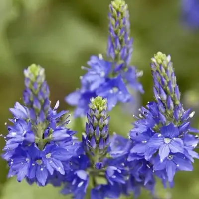 Вероника австрийская в Жодино