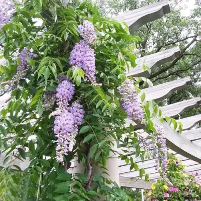 Глициния макростахия БЛЮ МУН в Жодино