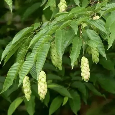 Граб японский в Жодино