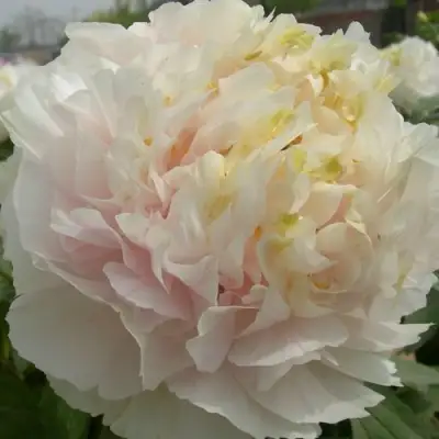 Пион ЗОЛОТОЙ ИЗУМРУД древовидный в Жодино