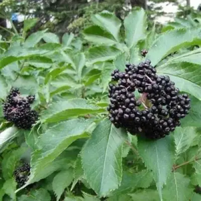 Бузина черная КЛАДЗЕЗЬ в Жодино