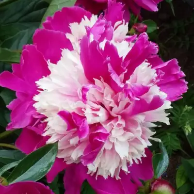 Пион КАПЛЯ РОСЫ травянистый в Жодино