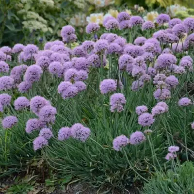 Лук ЛИЗА БЛЮ стареющий в Жодино