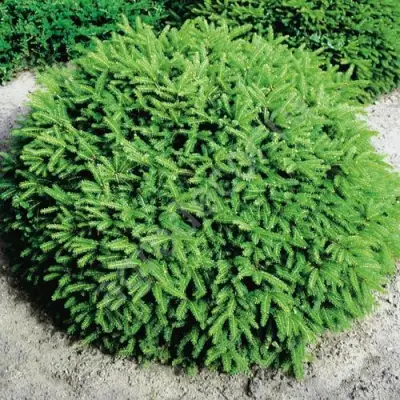 Ель НИДИФОРМИС обыкновенная в Жодино