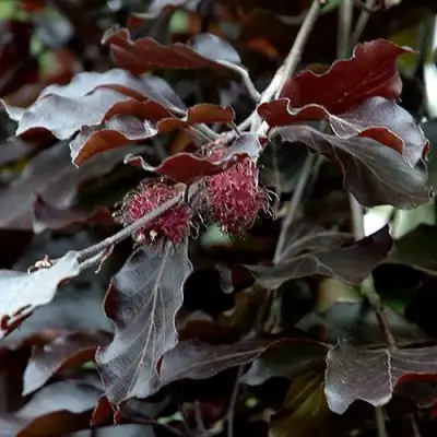 Бук лесной АТРОПУНИЦЕА в Жодино