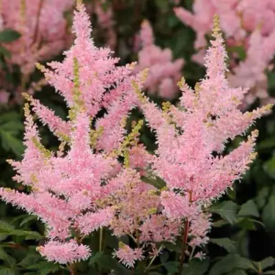 Астильба ЮНИК САЛМОН гибридная в Жодино