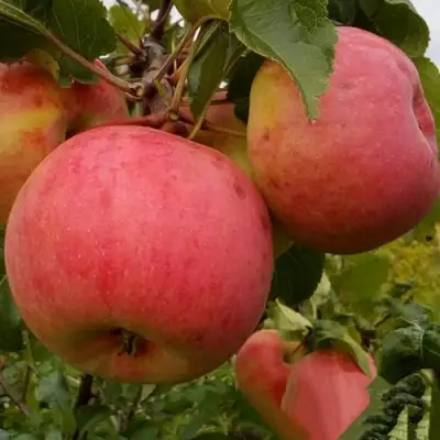 Яблоня БОЛОТОВСКОЕ в Жодино