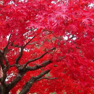 Клен гиннала  в Жодино