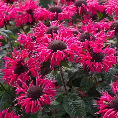 Монарда БИ МЭРИ гибридная в Жодино