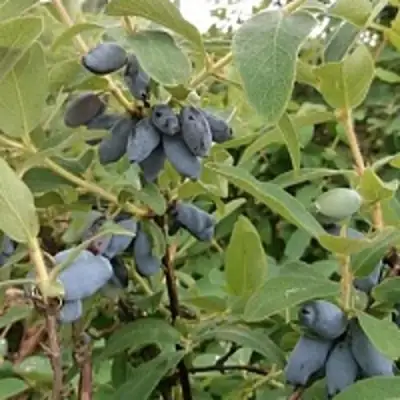 Жимолость съедобная НИМФА (ГАММА) в Жодино