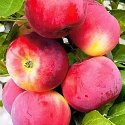 Яблоня СЕРЕБРЯНОЕ КОПЫТЦЕ в Жодино