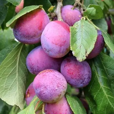 Слива БЛЮ СВИТ колонновидная в Жодино