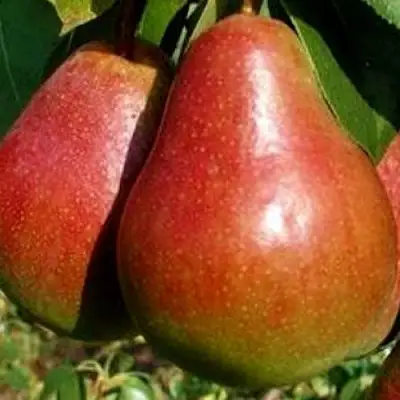 Груша ГЕРА в Жодино