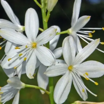 Венечник ветвистый в Жодино