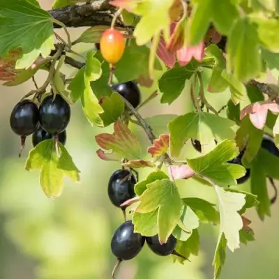 Смородина золотистая БЛЭЙКСТ в Жодино