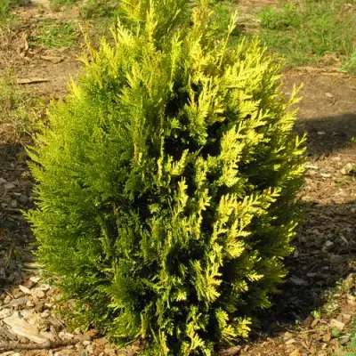 Туя КОППЕР ГОЛД западная в Жодино