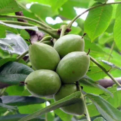 Орех маньчжурский МИЧУРИНЕЦ в Жодино