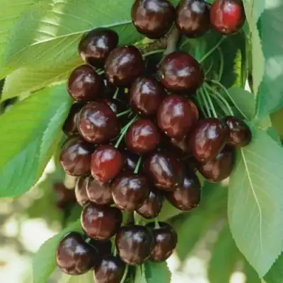 саженцы черешни Ревна