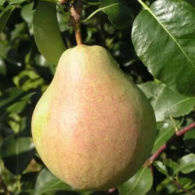 Груша ЛИРА в Жодино