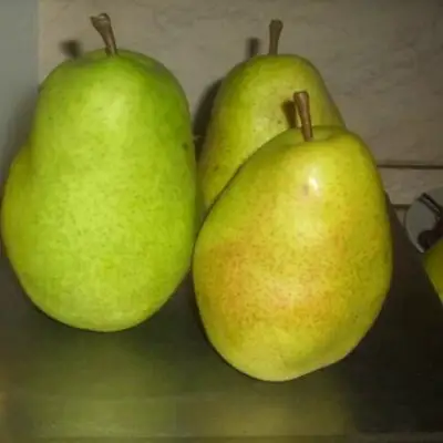 Груша БЕРЕ ЛЮКА в Жодино