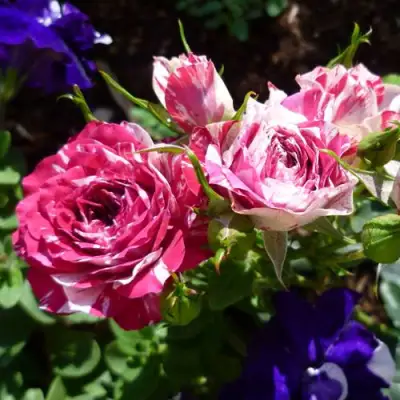 Роза ФЛЕШ ДАНС спрей в Жодино