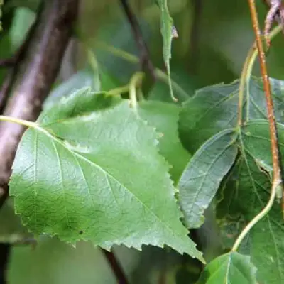 Береза ПОВИСЛАЯ в Жодино