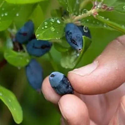 Жимолость съедобная АМФОРА в Жодино