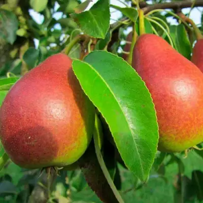 Груша ГЕРА в Жодино