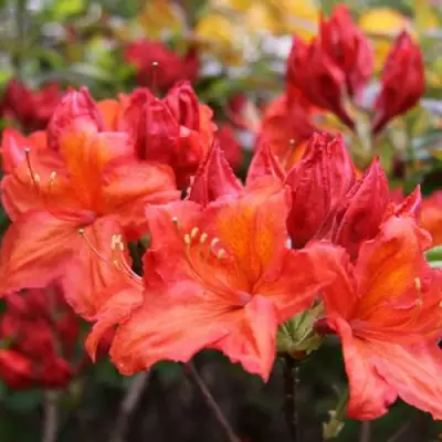 Азалия ЛИЛИНШТЕЙН японская в Жодино