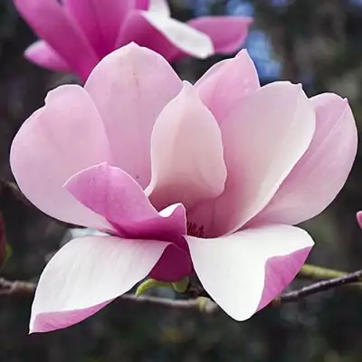 Магнолия РИККИ в Жодино