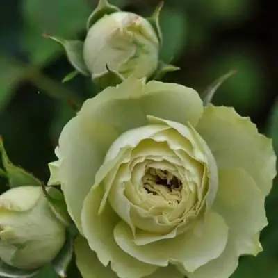 Роза ГРИН ДАЙМОНД миниатюрная в Жодино