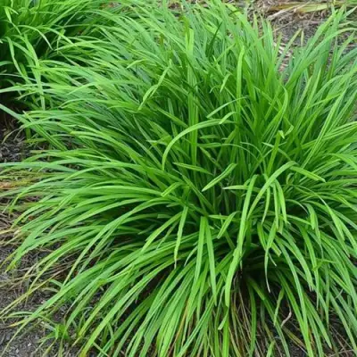 Осока АЙРИШ ГРИН в Жодино