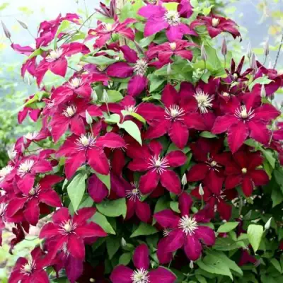 Клематис МАЗОВШЕ в Жодино