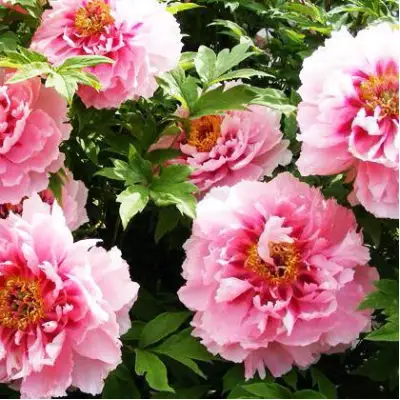 Пион СЕРЕБРИСТЫЙ РУЧЕЙ древовидный в Жодино