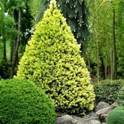 Ель РЕЙНБОУЗ ЭНД сизая в Жодино