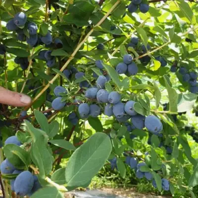 Жимолость съедобная КЛУБНИЧНАЯ СЕНСАЦИЯ в Жодино