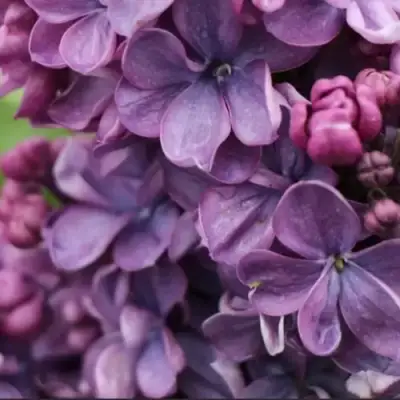 Сирень ВИОЛЕТТА в Жодино