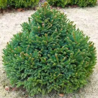 Ель БАРРИ обыкновенная в Жодино