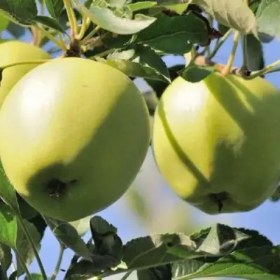 Яблоня САХАРНАЯ в Жодино