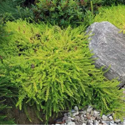 Водяника БЕРНШТЕЙН черная в Жодино