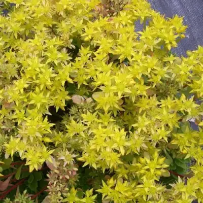 Очиток (седум) ИММЕРГРЮНХЕН в Жодино