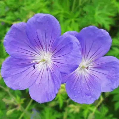 Герань БРУКСАЙД гибридная в Жодино