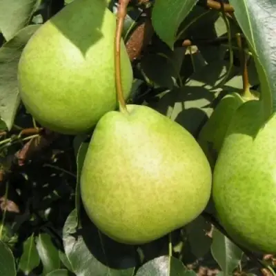 Груша ЛАГОДНАЯ в Жодино