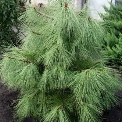 Сосна желтая  в Жодино