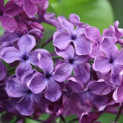 Сирень СУМЕРКИ в Жодино